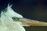 Ardea herodias GREAT WHITE HERON 7704z