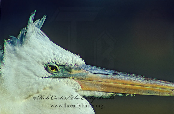 Ardea herodias  GREAT WHITE HERON 7704z