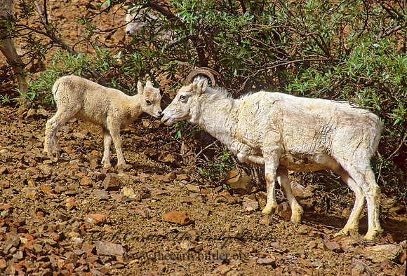 Ovis dalli  DALL SHEEP 235622z