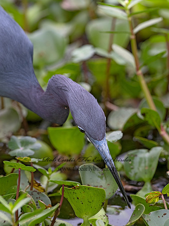Egretta caerulea  LITTLE BLUE HERON 3028994