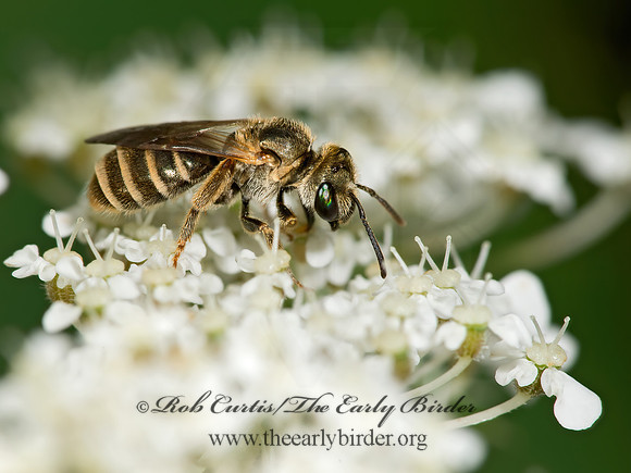 Halictus (Seladonia) confusus  CONFUSING FURROW BEE 9003255  z