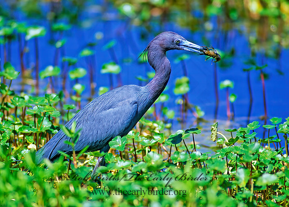 Egretta caerulea  LITTLE BLUE HERON 186720z