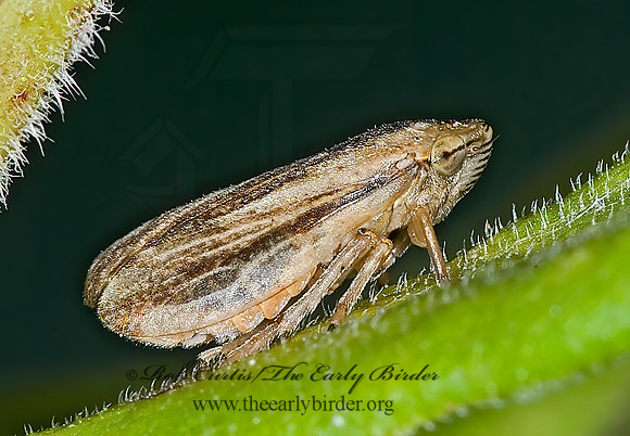 Philaenus spumarius  MEADOW SPITTLEBUG 6012351z