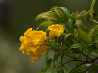 Tecoma stans  YELLOW TRUMPETBUSH 9057296z