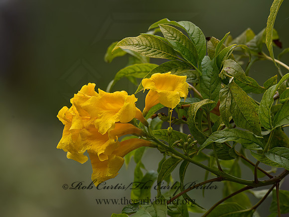 Tecoma stans  YELLOW TRUMPETBUSH 9057296z