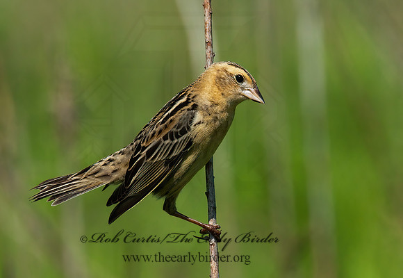 Dolichonyx oryzivorus  BOBOLINK 3008443z