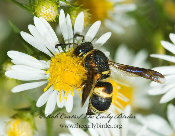 Euodynerus hidalgo 5016082z