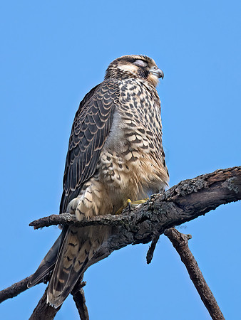 Falco peregrinus PEREGRINE FALCON 3046837z