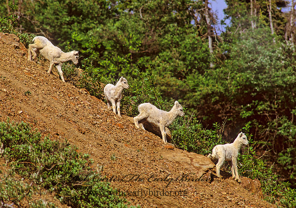 Ovis dalli  DALL SHEEP 235719z