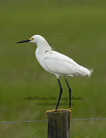 Egretta thula  SNOWY EGRET 6023368z