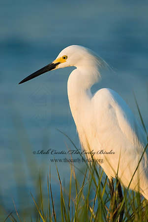Egretta thula  SNOWY EGRET 7003726z