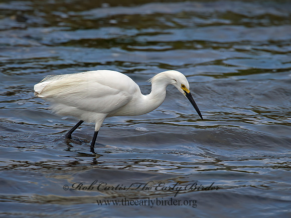 Egretta thula  SNOWY EGRET 9057338z