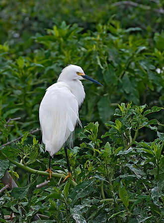 Egretta thula  SNOWY EGRET 7003390z