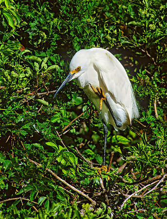 Egretta thula  SNOWY EGRET 256224z