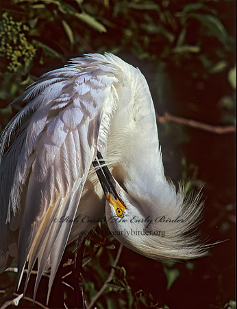 Egretta thula  SNOWY EGRET 256126z