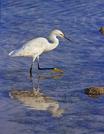 Egretta thula  SNOWY EGRET 273023z