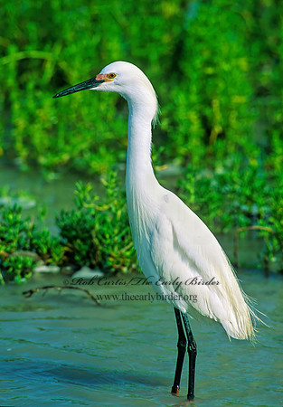 Egretta thula  SNOWY EGRET 69706z