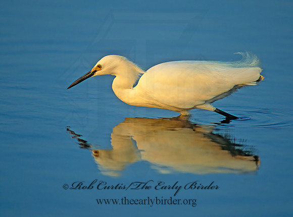 Egretta thula  SNOWY EGRET 66511z