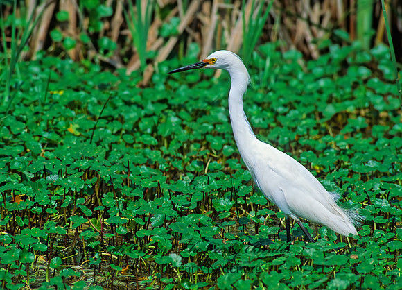 Egretta thula  SNOWY EGRET 46225z