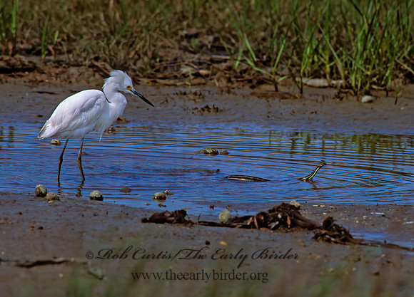 Egretta thula  SNOWY EGRET 46833z