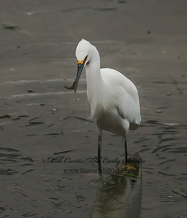 Egretta thula  SNOWY EGRET 7017488z