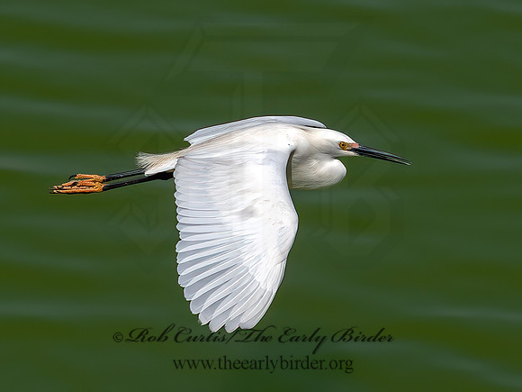 Egretta thula  SNOWY EGRET 6038599z
