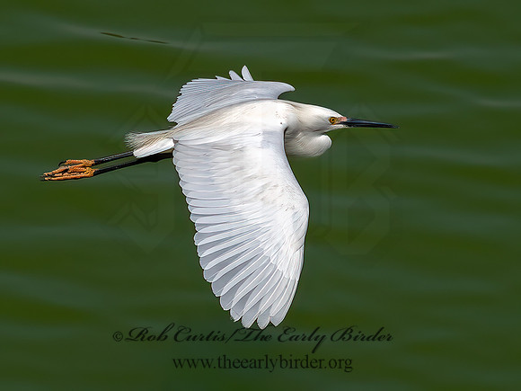 Egretta thula  SNOWY EGRET 6038602z