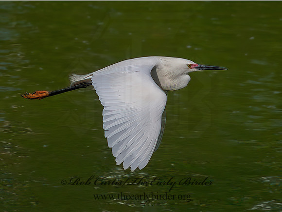 Egretta thula  SNOWY EGRET 6038674z