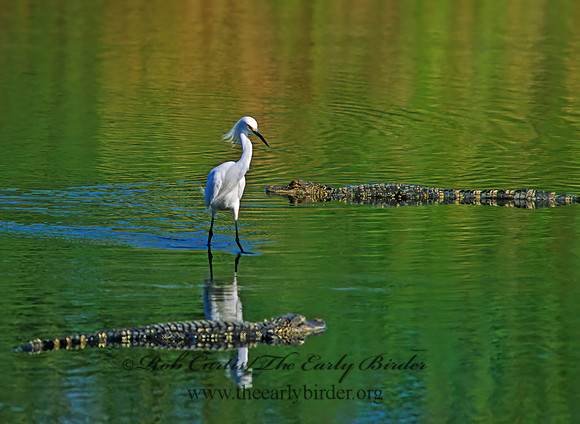 Egretta thula  SNOWY EGRET 255101z