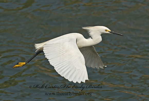 Egretta thula  SNOWY EGRET 6022452z
