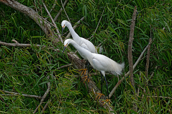 Egretta thula  SNOWY EGRET 6038443z