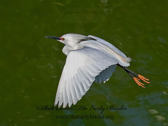 Egretta thula  SNOWY EGRET 6038740z
