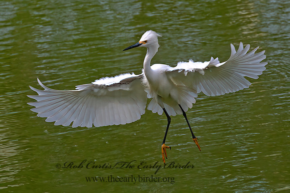 Egretta thula  SNOWY EGRET 6038668z