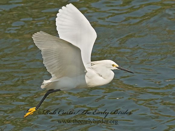 Egretta thula  SNOWY EGRET 6022451z