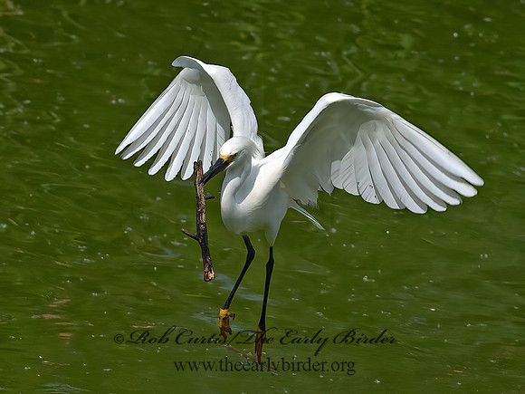 Egretta thula  SNOWY EGRET 6038646z