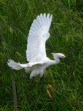 Egretta thula  SNOWY EGRET 6038434z