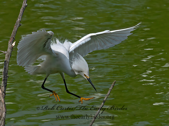 Egretta thula  SNOWY EGRET 6038649z
