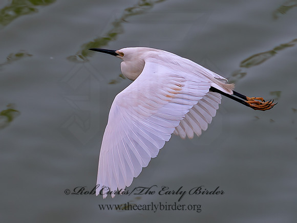 Egretta thula  SNOWY EGRET 6038851z