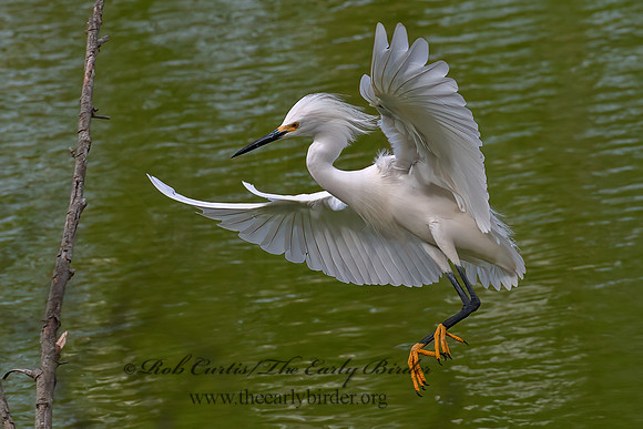 Egretta thula  SNOWY EGRET 6038669z