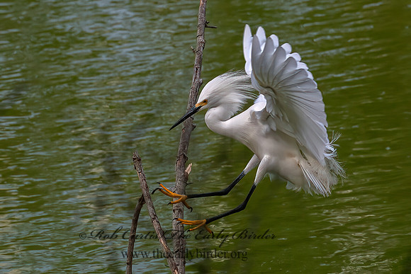 Egretta thula  SNOWY EGRET 6038671z