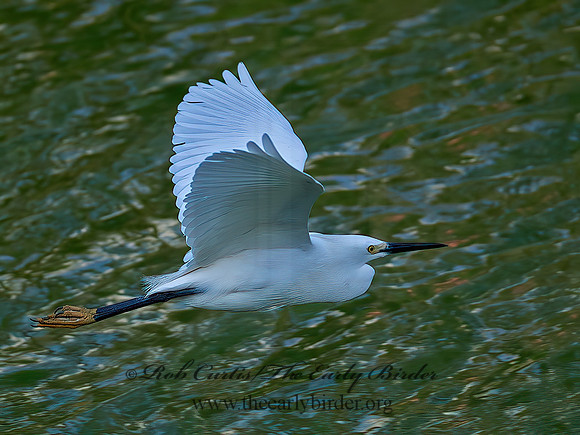 Egretta thula  SNOWY EGRET 6038757z
