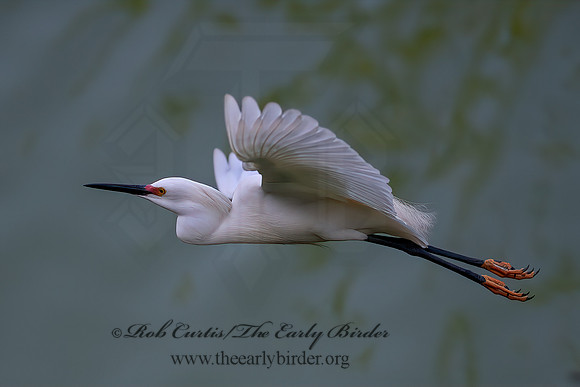 Egretta thula  SNOWY EGRET 6038751z