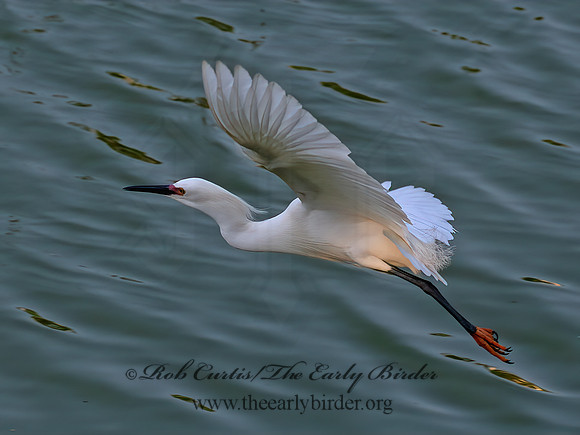 Egretta thula  SNOWY EGRET 6038861z