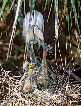 Egretta thula  SNOWY EGRET 274911z