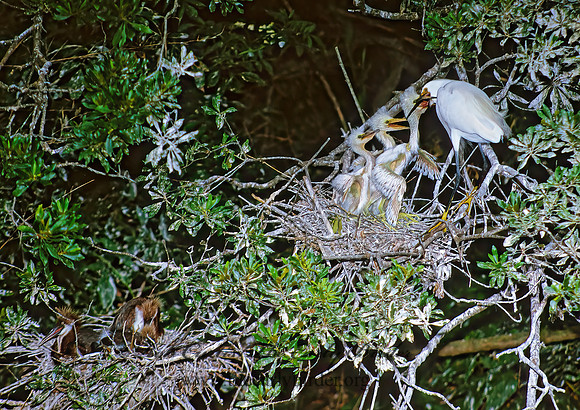Egretta thula  SNOWY EGRET 275602z