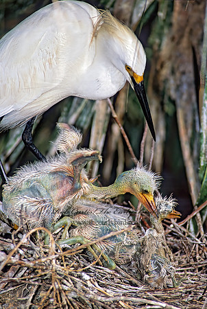 Egretta thula  SNOWY EGRET 275522z