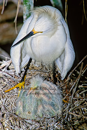 Egretta thula  SNOWY EGRET 275619z
