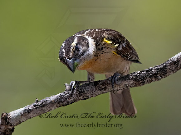 Pheucticus melanocephalus  BLACK-HEADED GROSBEAK 3036951z