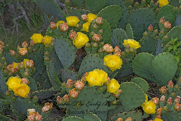 Opuntia orbiculata  WESTERN PRICKLY PEAR 3035726-z
