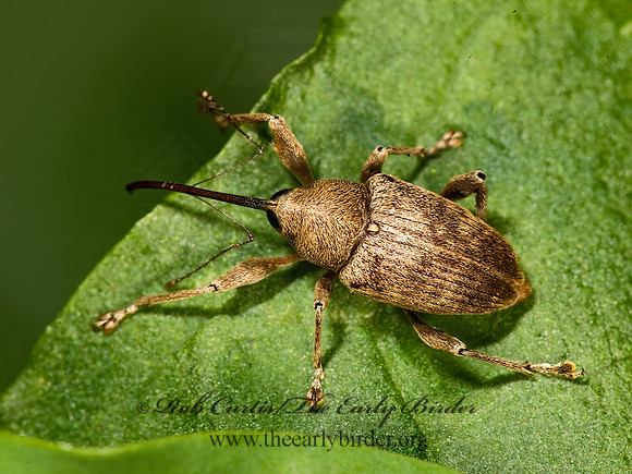 Curculio 8016229z